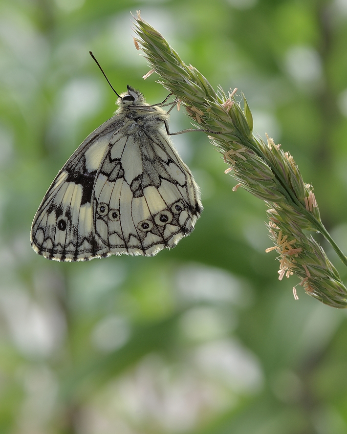 photo "***" tags: macro and close-up, 