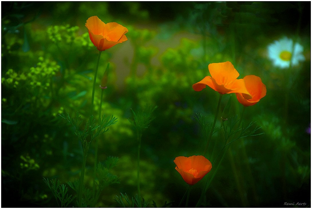 photo "***" tags: nature, macro and close-up, 