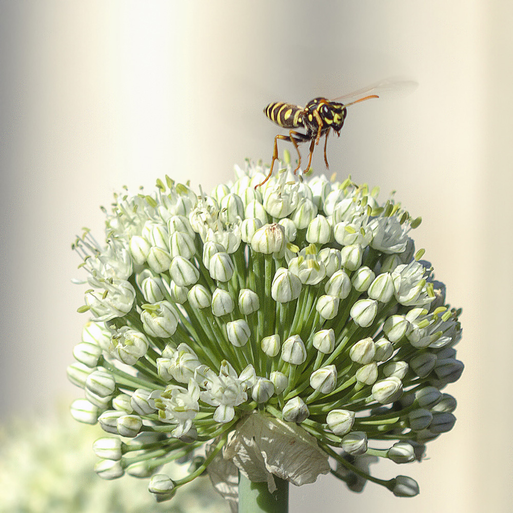 photo "***" tags: macro and close-up, 