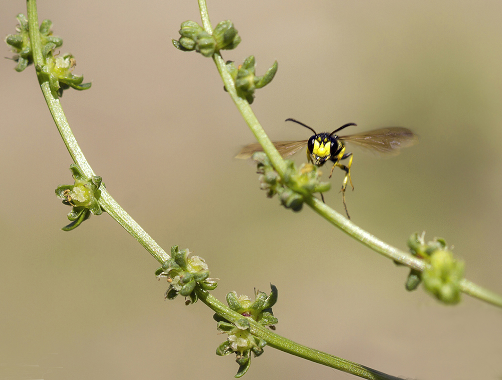 photo "***" tags: macro and close-up, 