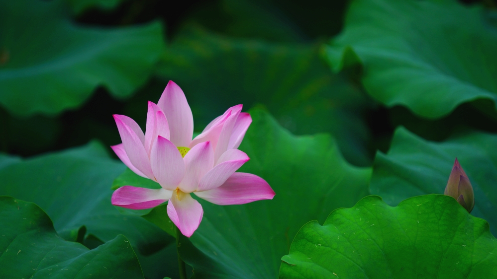 фото "lotus" метки: путешествия, природа, натюрморт, forest, summer, sun, Азия, вода, закат, озеро, цветы