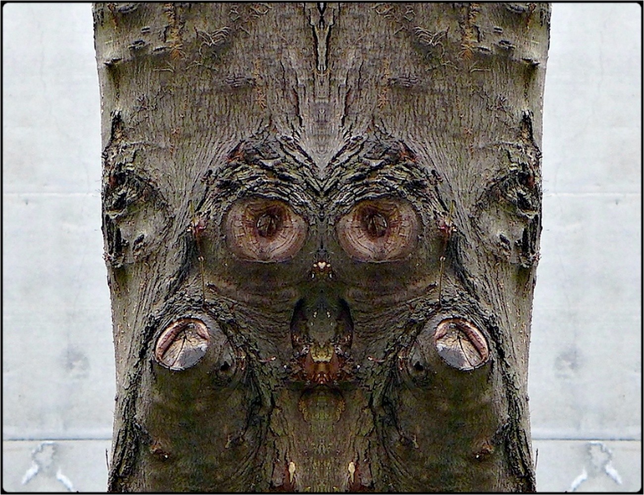 photo "der spion" tags: digital art, macro and close-up, nature, bark, close-up, mirror, still, tree