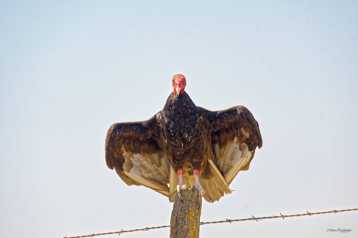 photo "Turkey Vulture" tags: nature, misc., wild animals bird fish lake