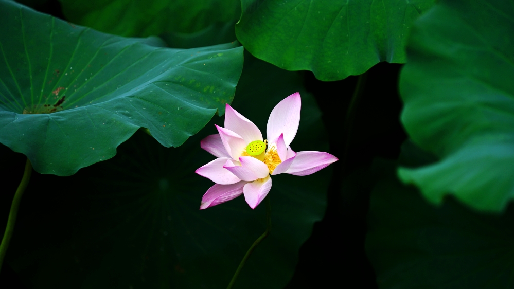 photo "***" tags: travel, nature, city, clouds, flowers, forest, lake, summer, sun, sunset, water