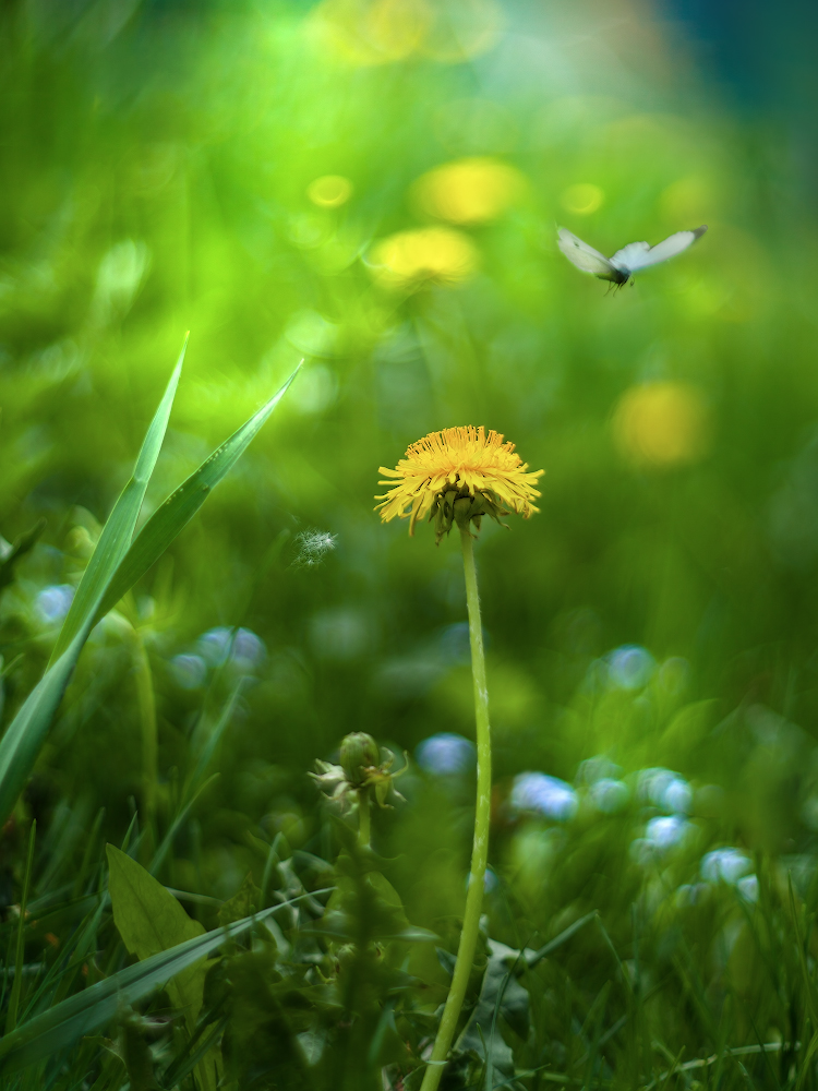 photo "***" tags: macro and close-up, 