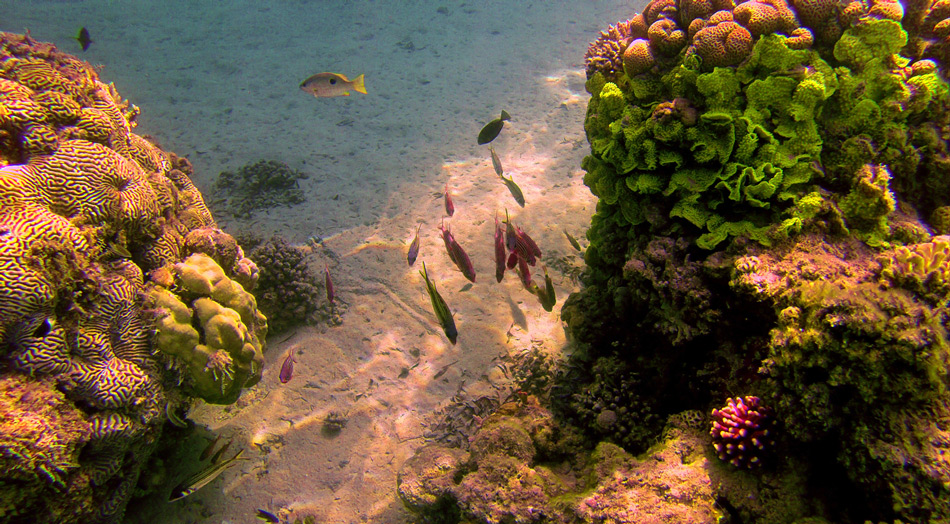 photo "***" tags: underwater, 
