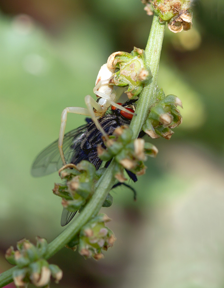 photo "***" tags: macro and close-up, spider, муха