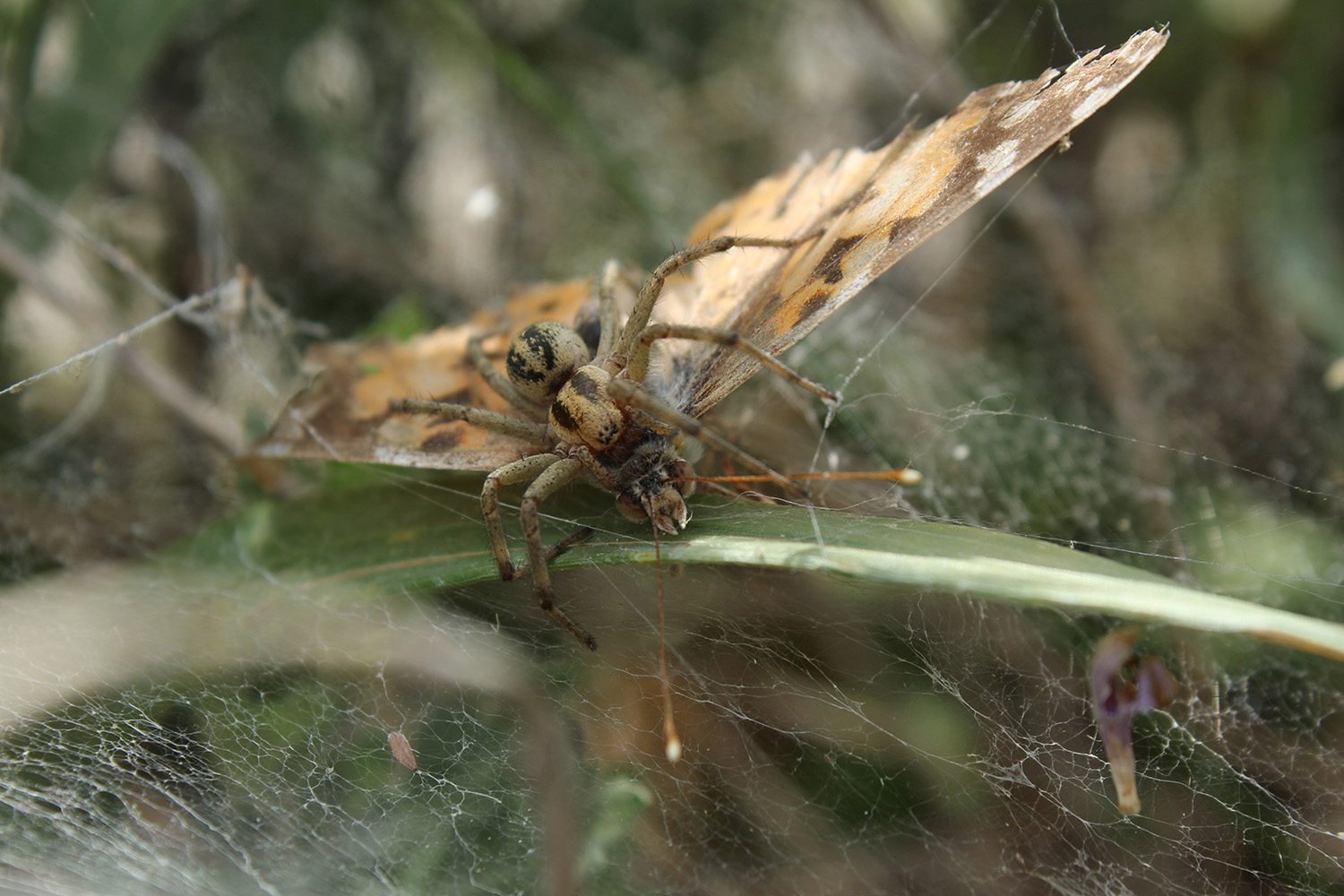 photo "Проиграла." tags: macro and close-up, 