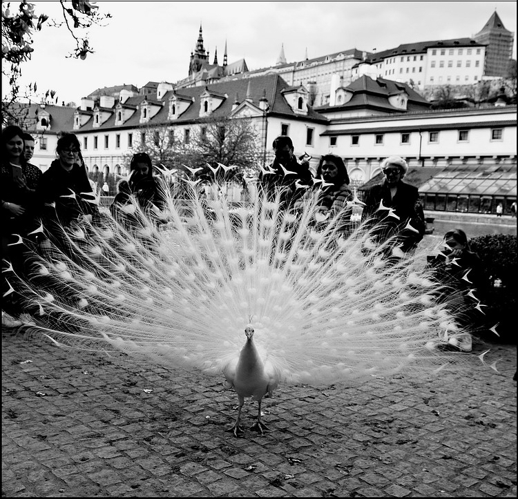 фото "Белый павлин" метки: черно-белые, Prag, Praha, Прага