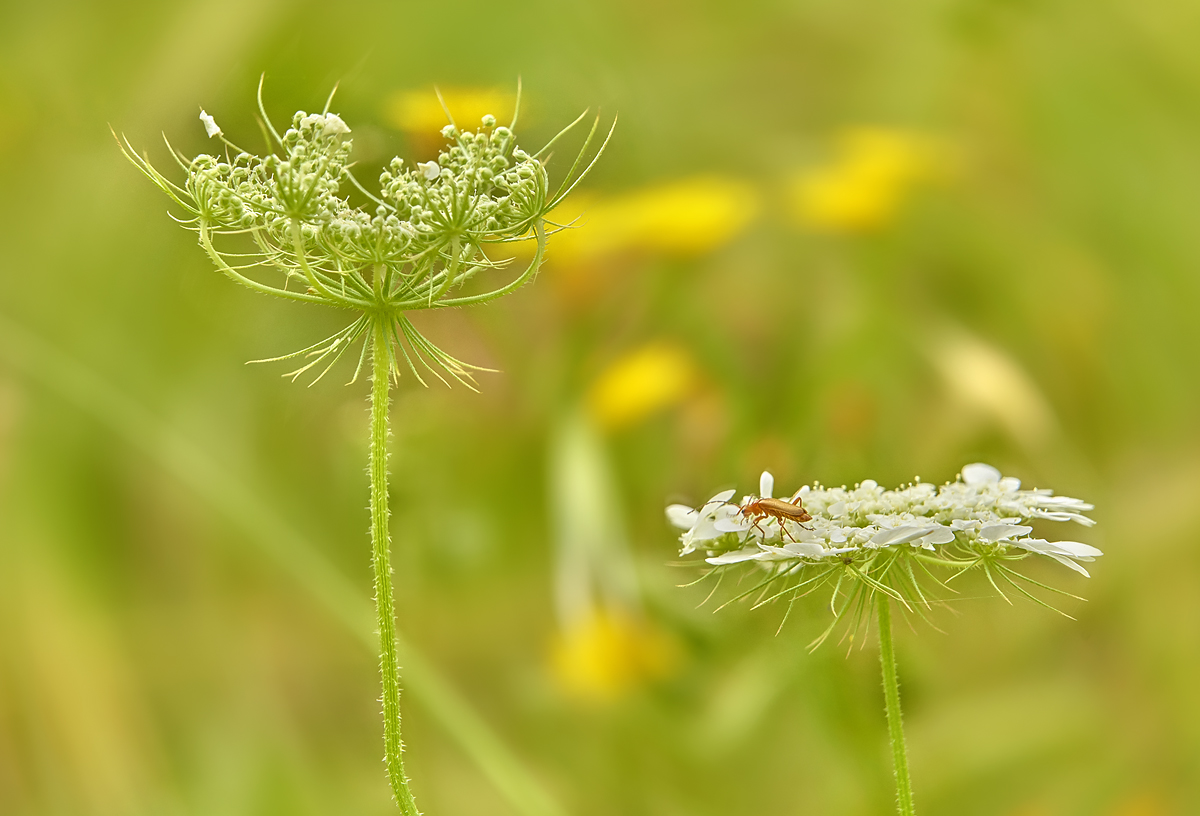 photo "Весеннеее настроение..." tags: macro and close-up, 