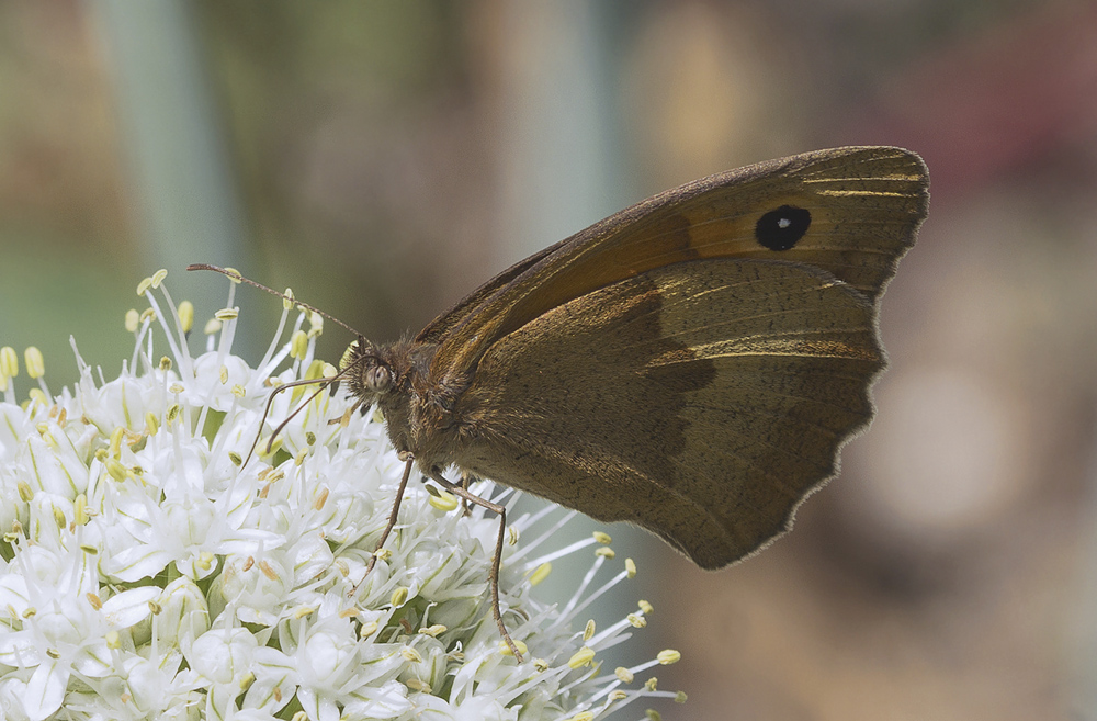 photo "***" tags: macro and close-up, 