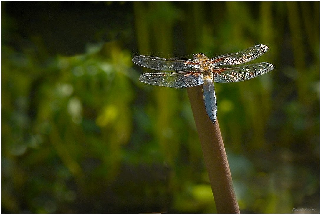 photo "***" tags: nature, macro and close-up, 