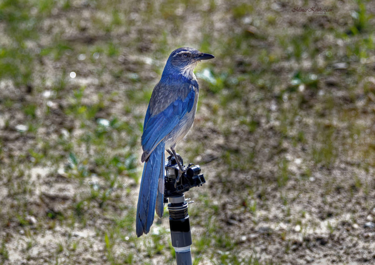 фото "California Scrub-Jay" метки: природа, разное, wild animals bird fish lake