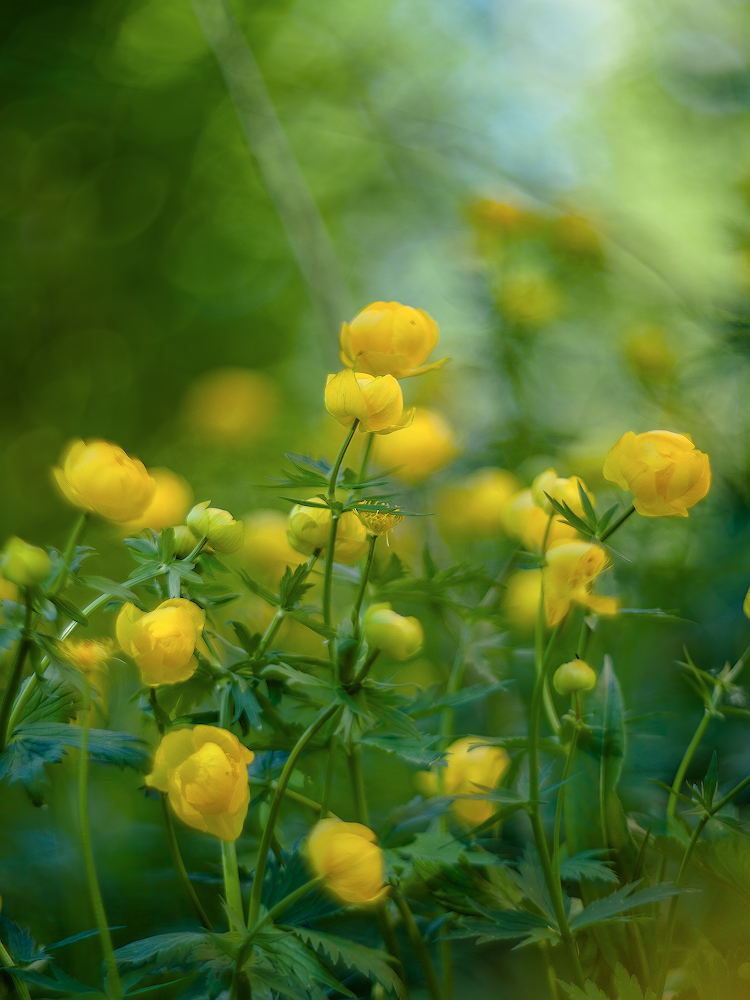 photo "***" tags: macro and close-up, 