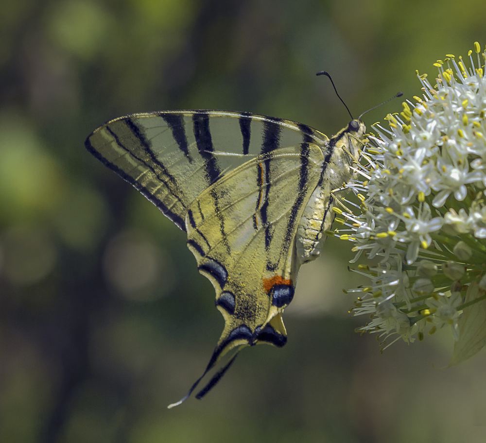 photo "***" tags: macro and close-up, butterfly