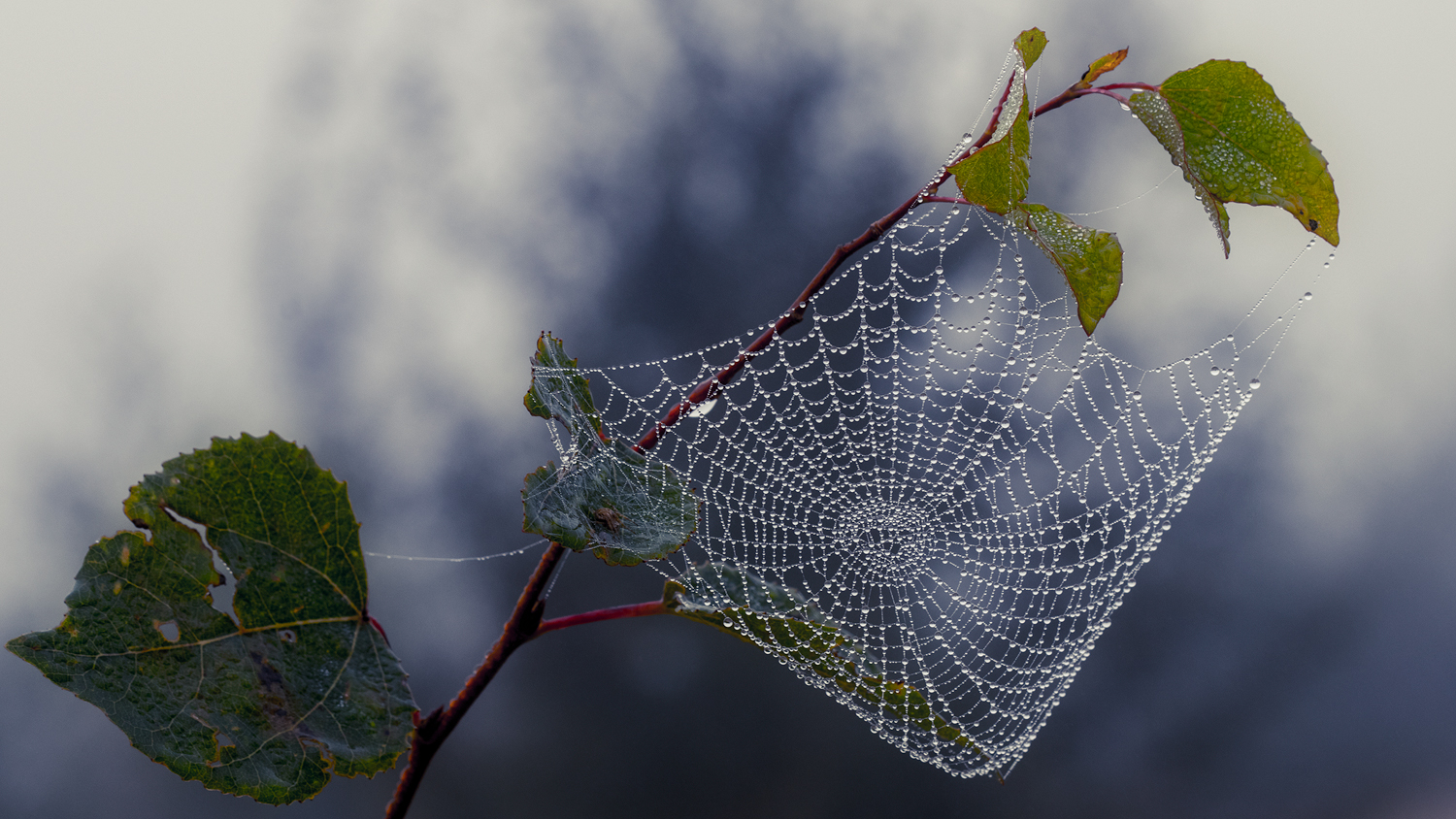 photo "***" tags: macro and close-up, 