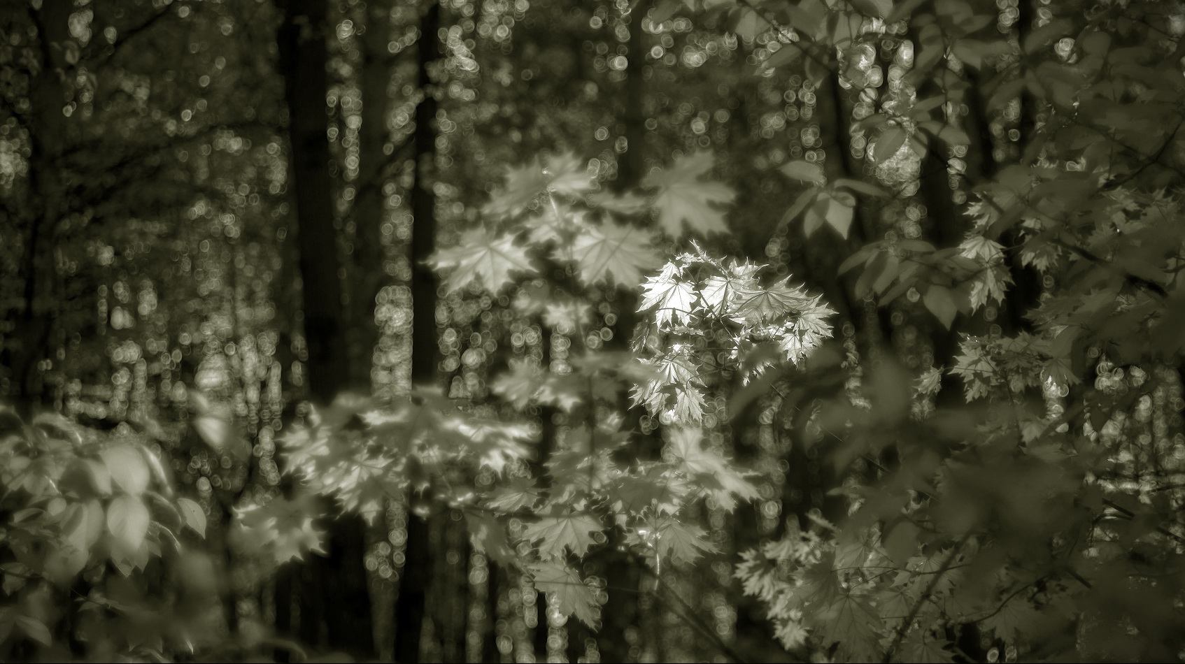 photo "***" tags: misc., black&white, nature, 