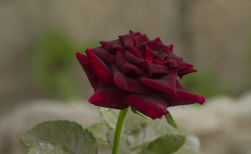 photo "***" tags: macro and close-up, rose