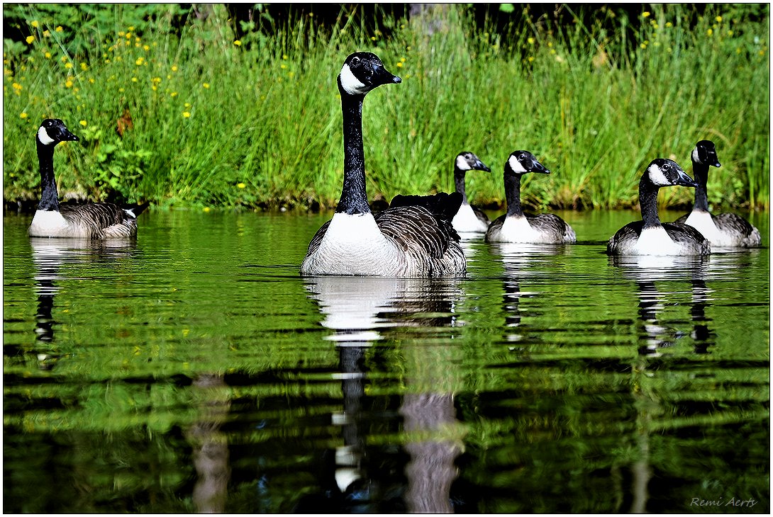 photo "***" tags: nature, reporting, 