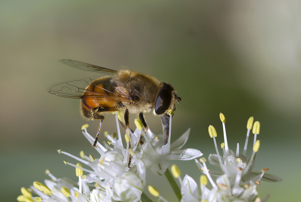 photo "***" tags: macro and close-up, 