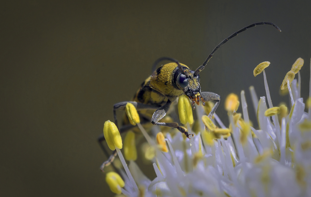 photo "***" tags: macro and close-up, 