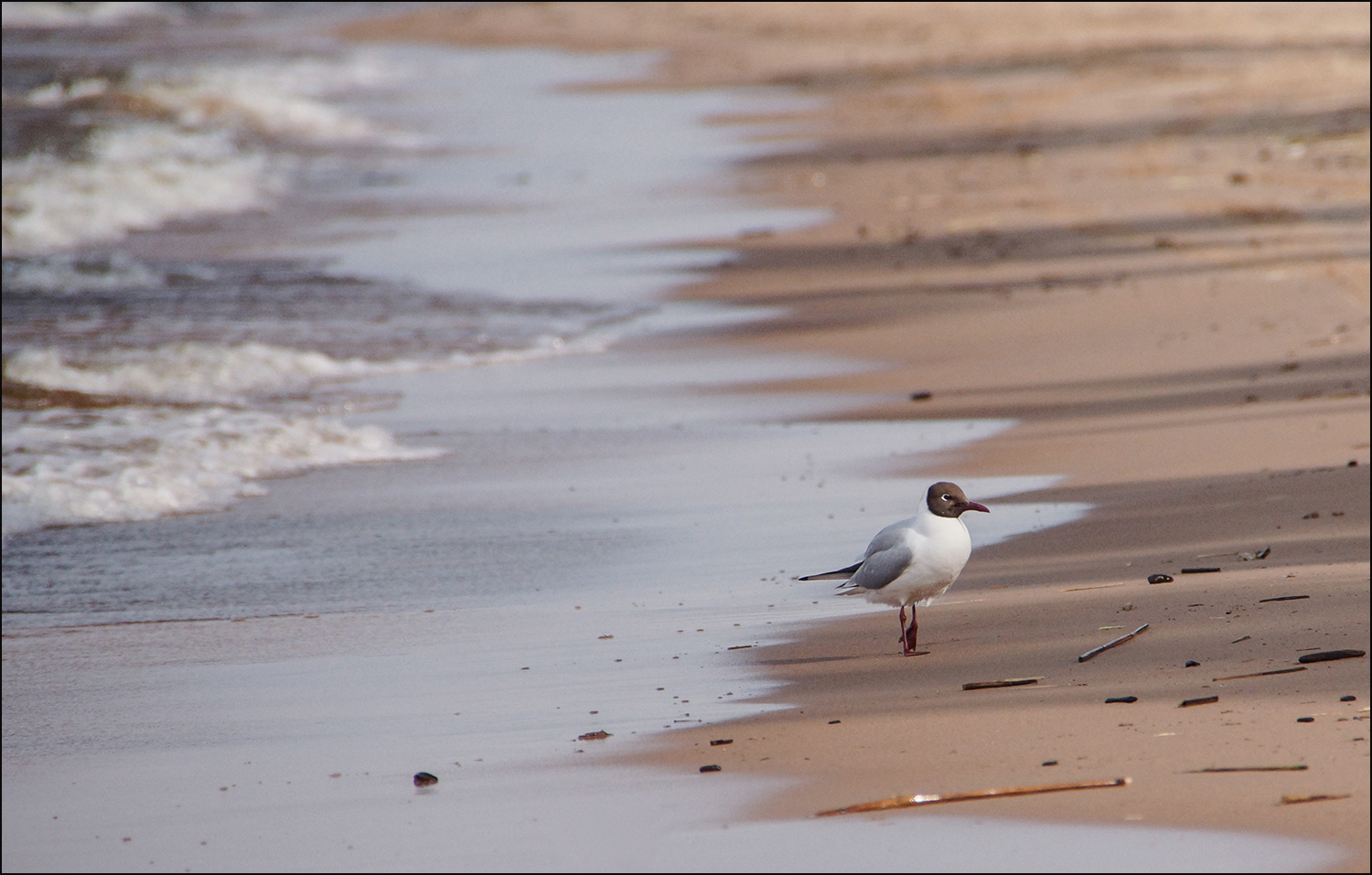 photo "On the border" tags: nature, 