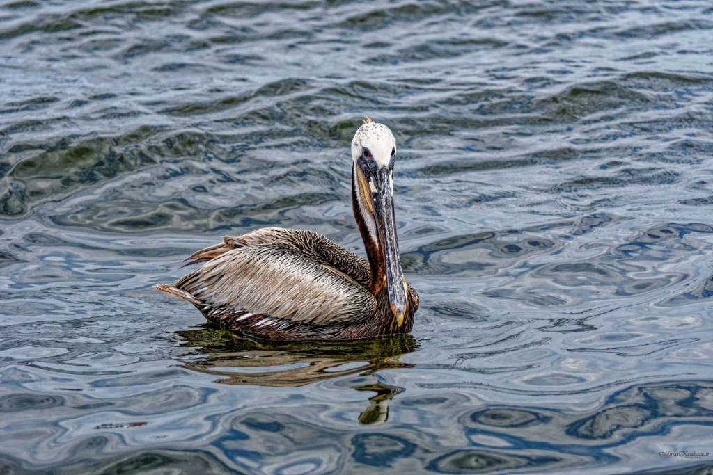 фото "Brown Pelican" метки: природа, разное, wild animals bird fish lake