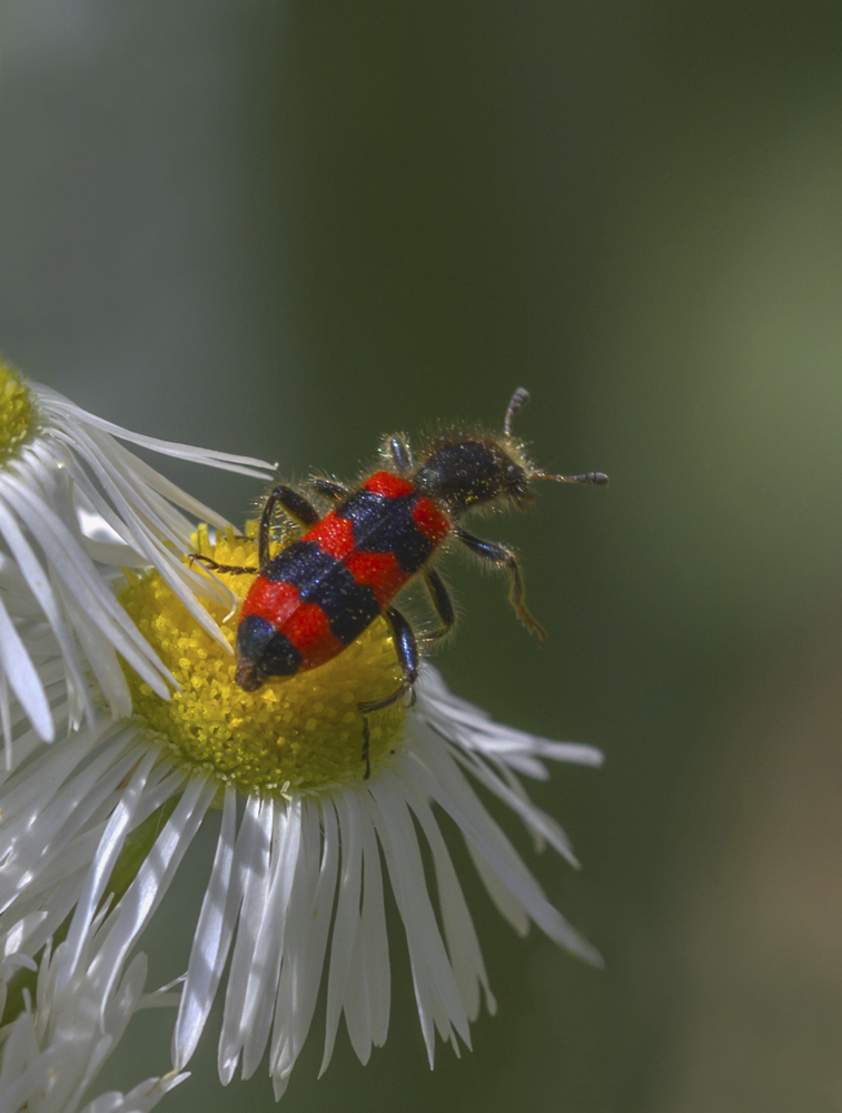 photo "***" tags: macro and close-up, 