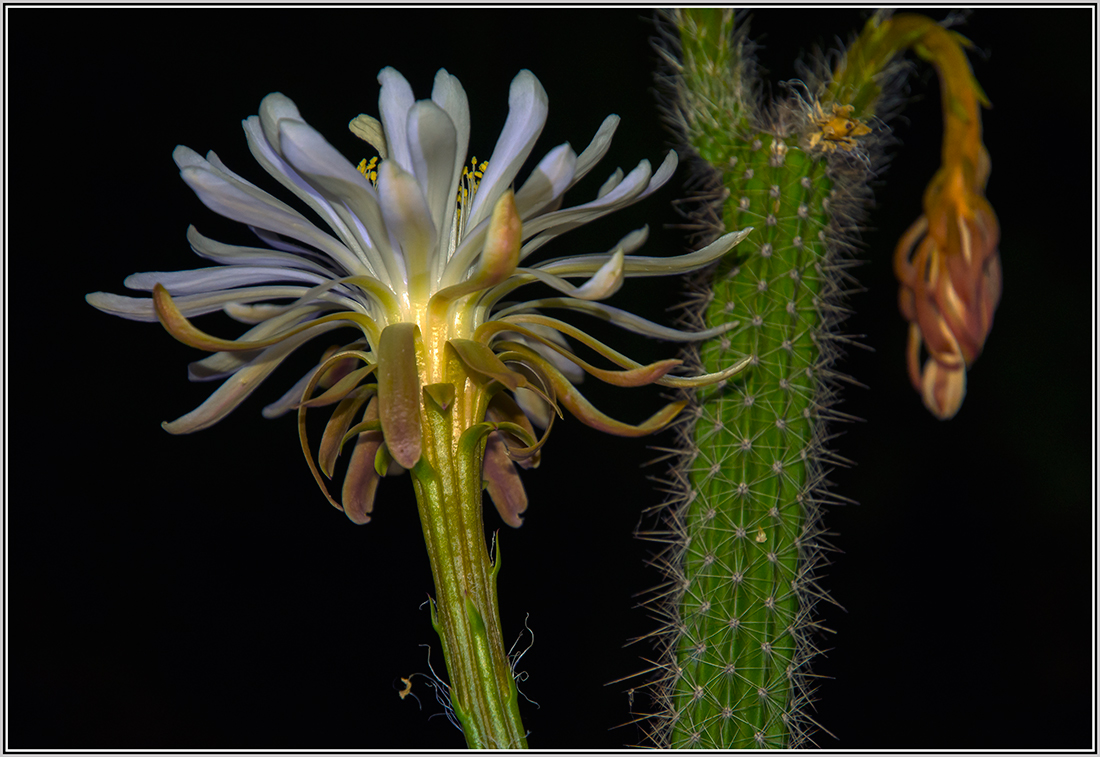 photo "***" tags: macro and close-up, 