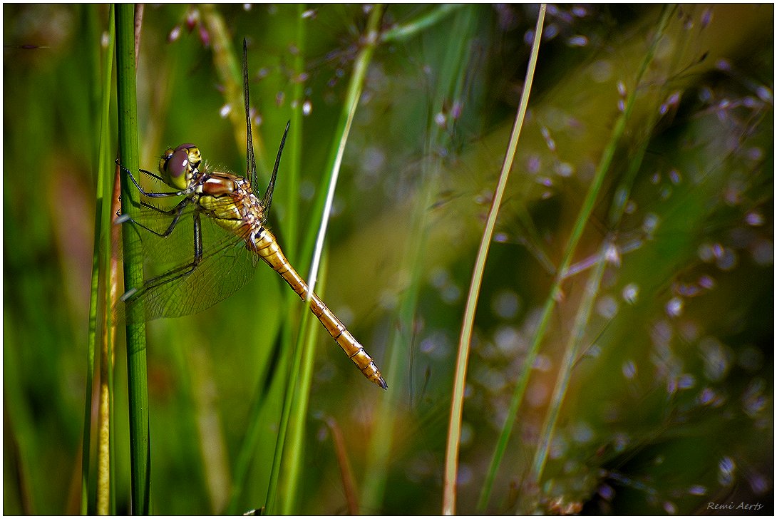 photo "***" tags: nature, macro and close-up, 