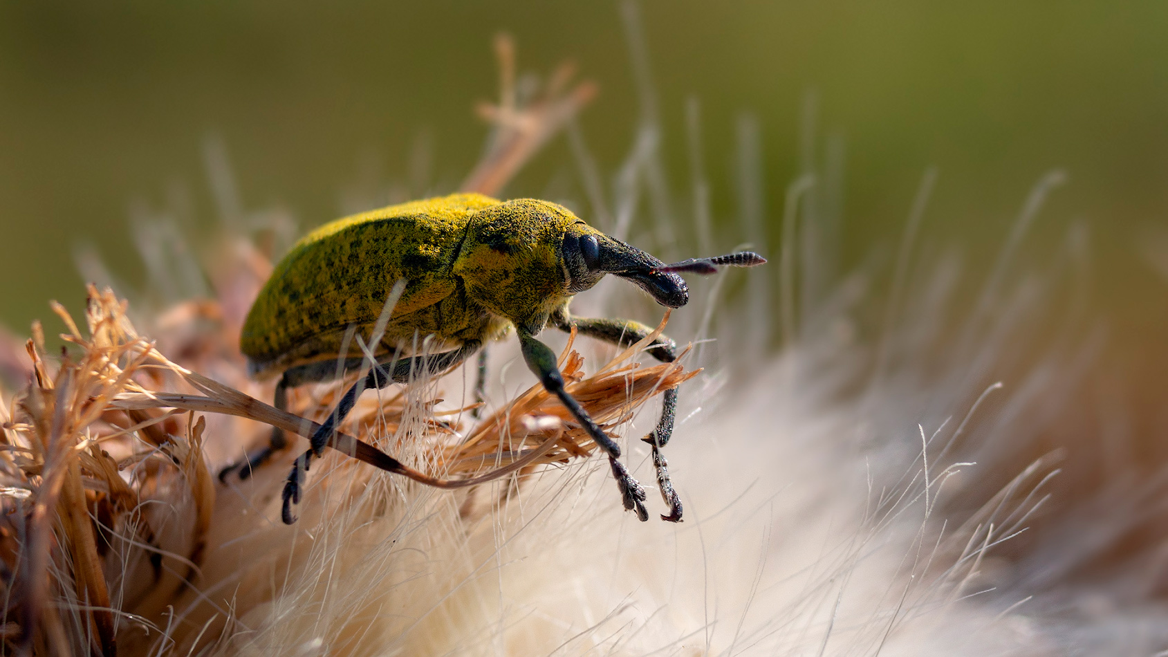 photo "***" tags: macro and close-up, жук