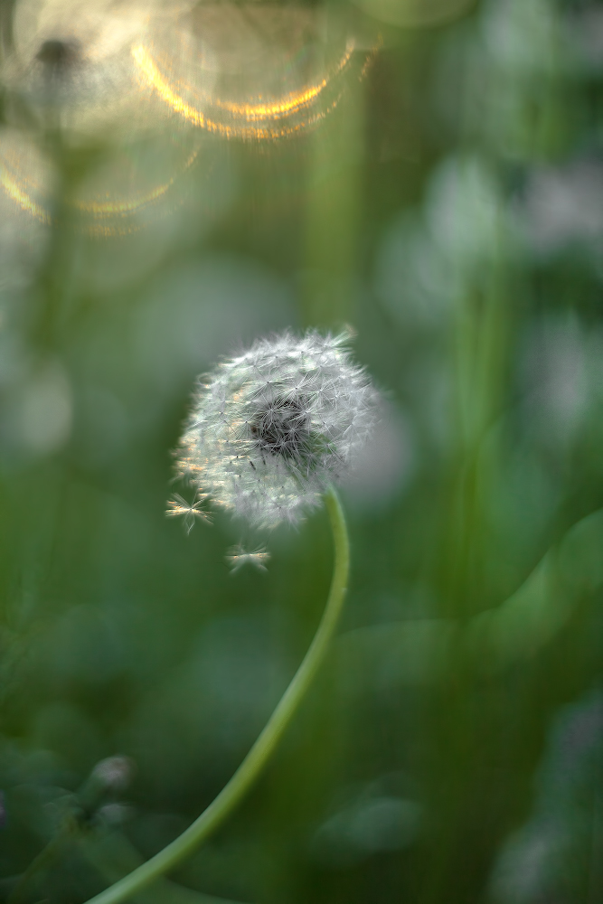 photo "***" tags: macro and close-up, 