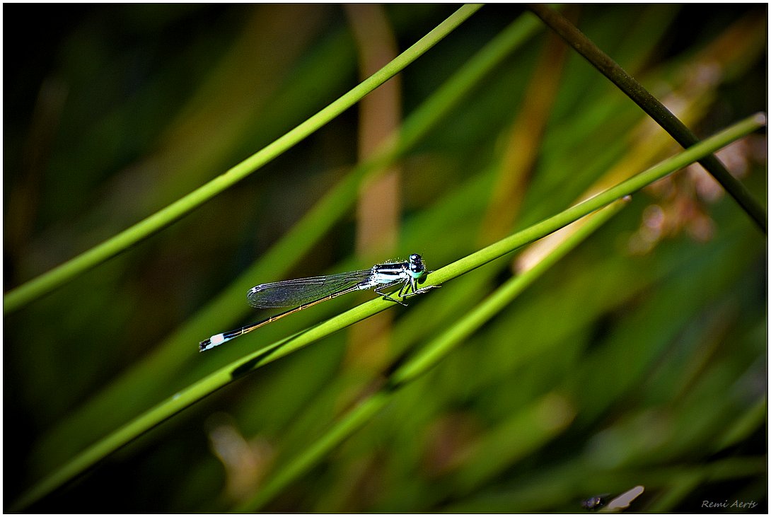 photo "***" tags: nature, macro and close-up, 