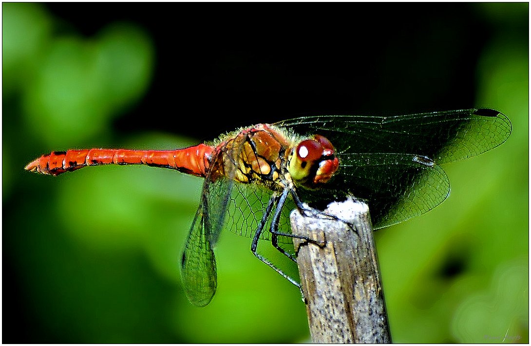 photo "***" tags: nature, macro and close-up, 