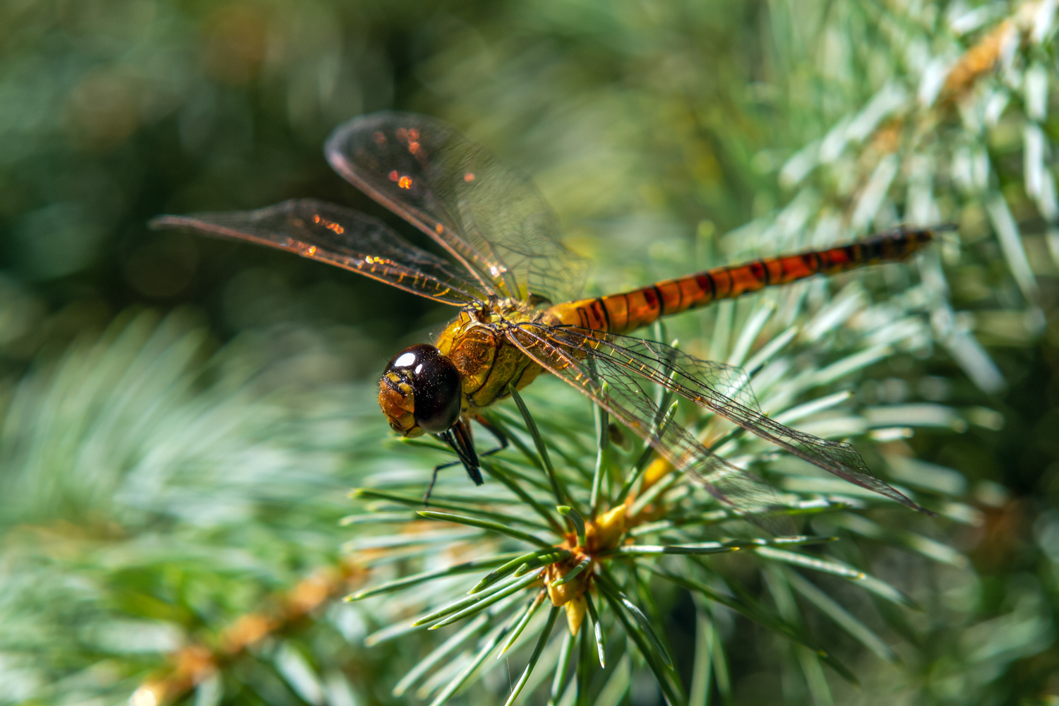 photo "***" tags: nature, macro and close-up, 