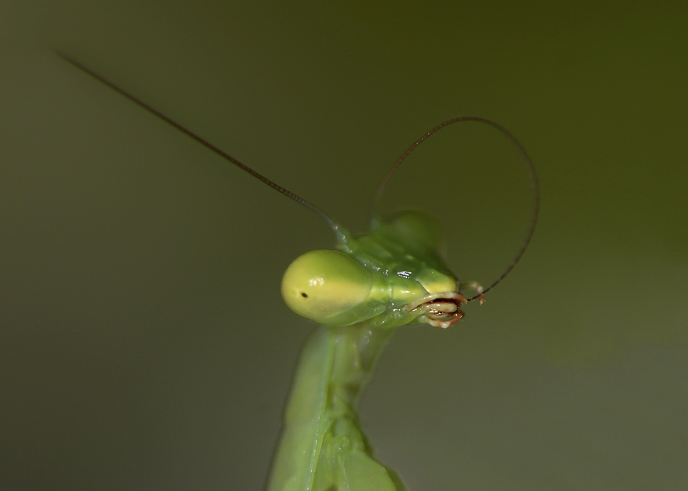 photo "***" tags: macro and close-up, богомол