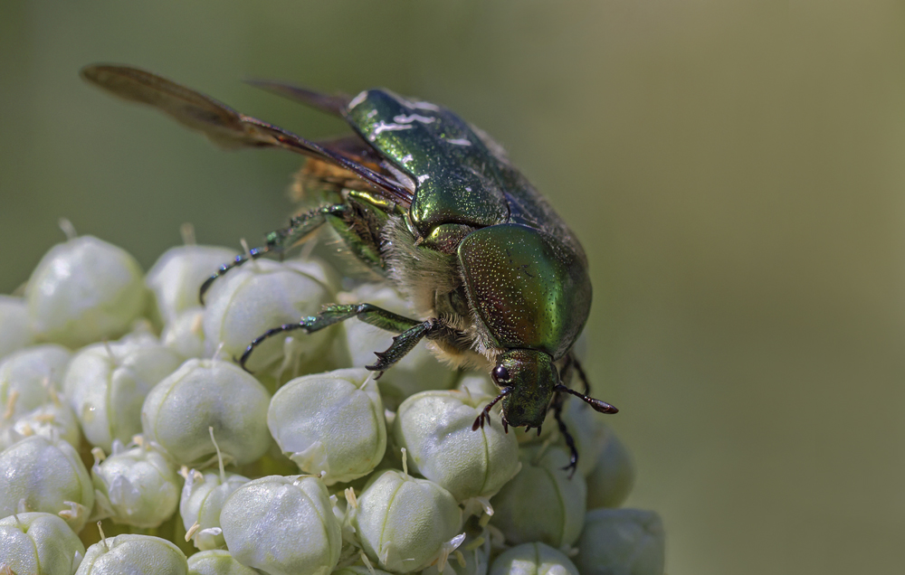 photo "***" tags: macro and close-up, 