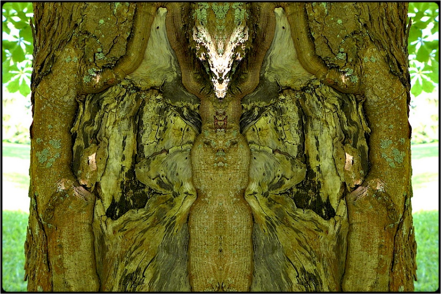 photo "tree spirits 02" tags: digital art, nature, macro and close-up, bark, close-up, mirror, tree