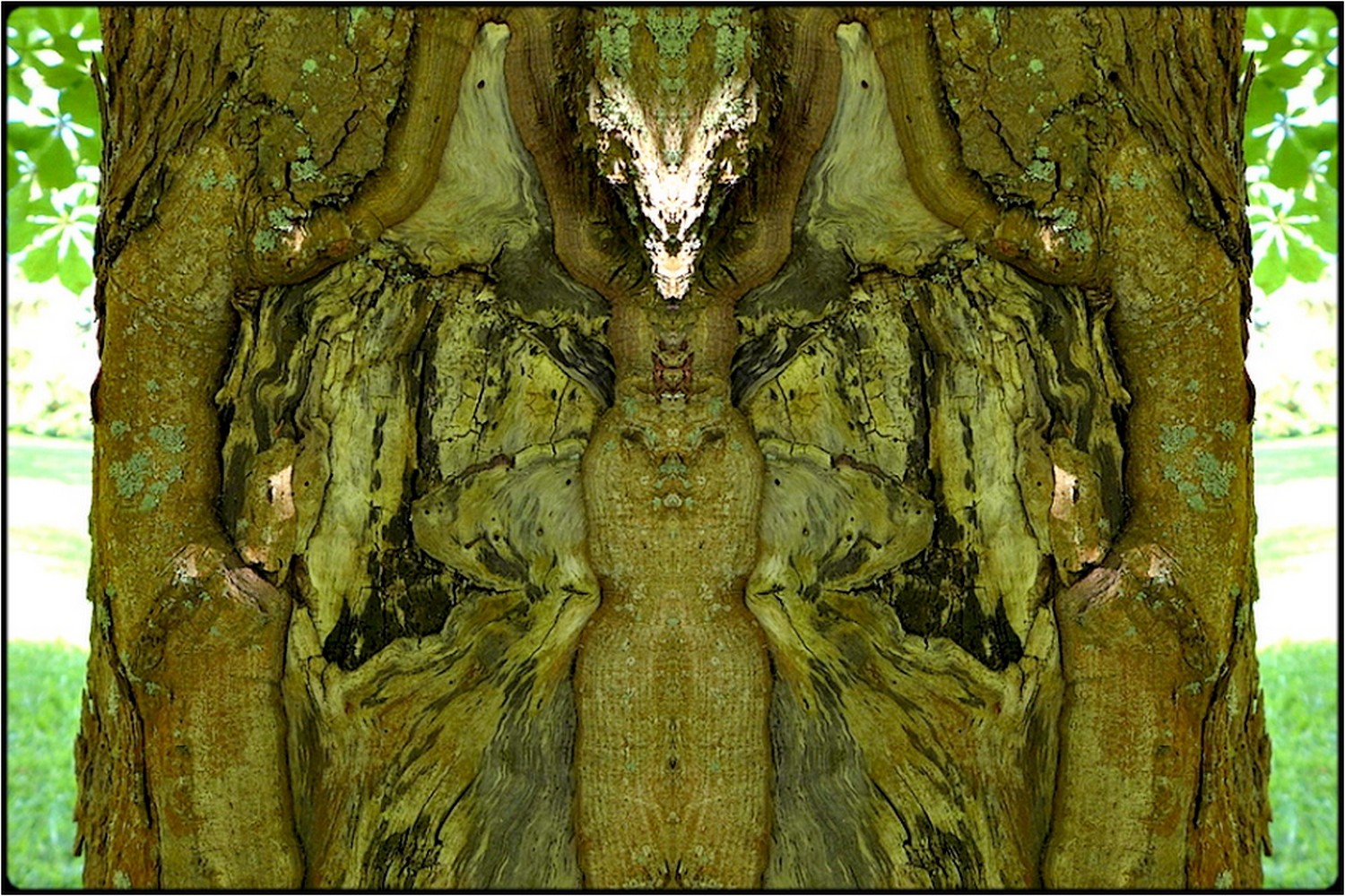 photo "tree spirits 02" tags: digital art, nature, macro and close-up, bark, close-up, mirror, tree