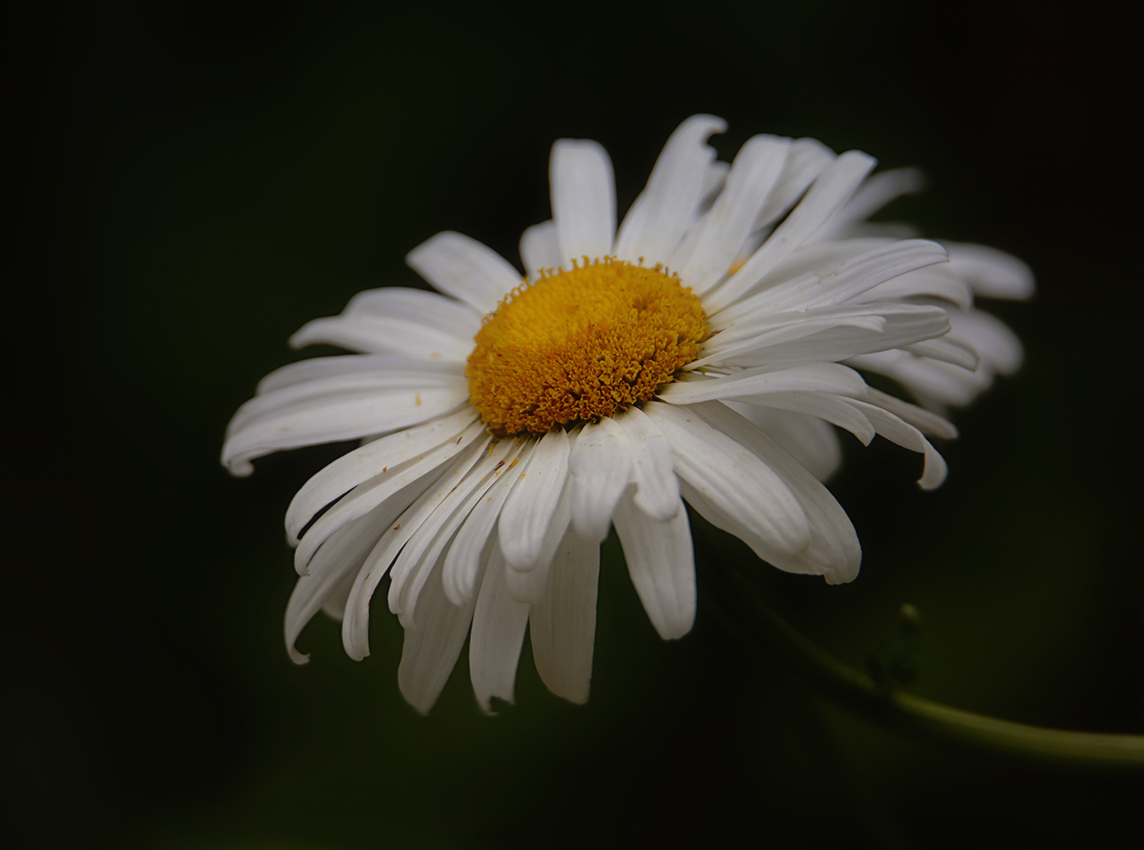 photo "***" tags: nature, macro and close-up, 