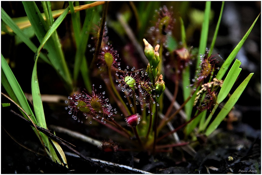 фото "Drosera intermedia" метки: природа, макро и крупный план, 