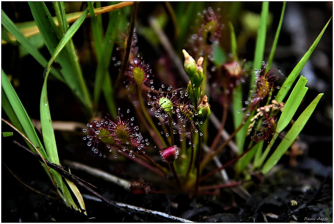 photo "Drosera intermedia" tags: nature, macro and close-up, 