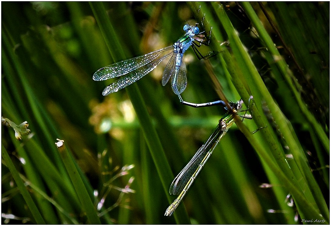 photo "***" tags: nature, macro and close-up, 