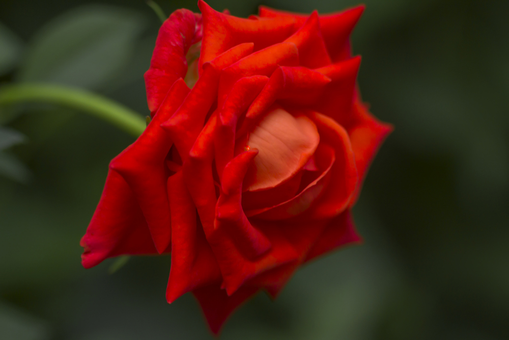 photo "***" tags: macro and close-up, rose, цветок