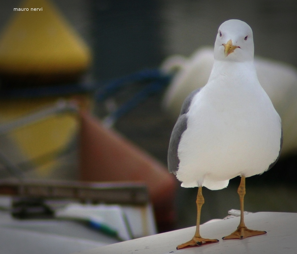 photo "curious" tags: nature, 