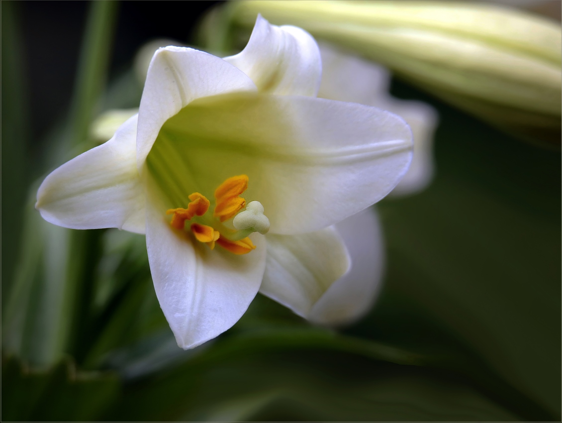 photo "***" tags: nature, macro and close-up, 