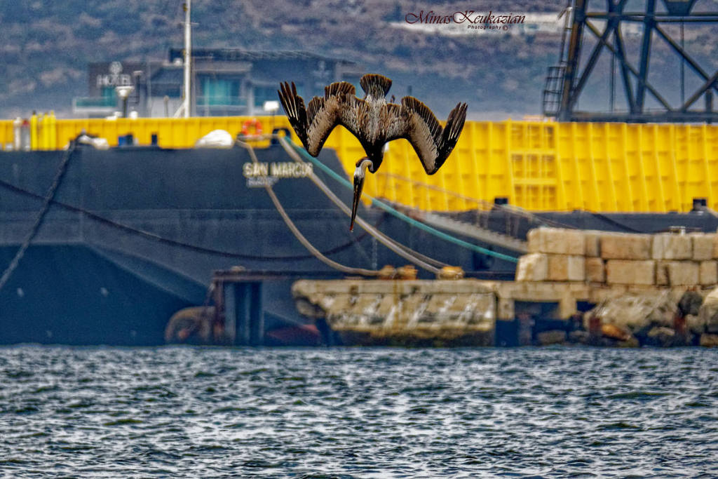 фото "Brown pelican diving for fish" метки: природа, разное, wild animals bird fish lake