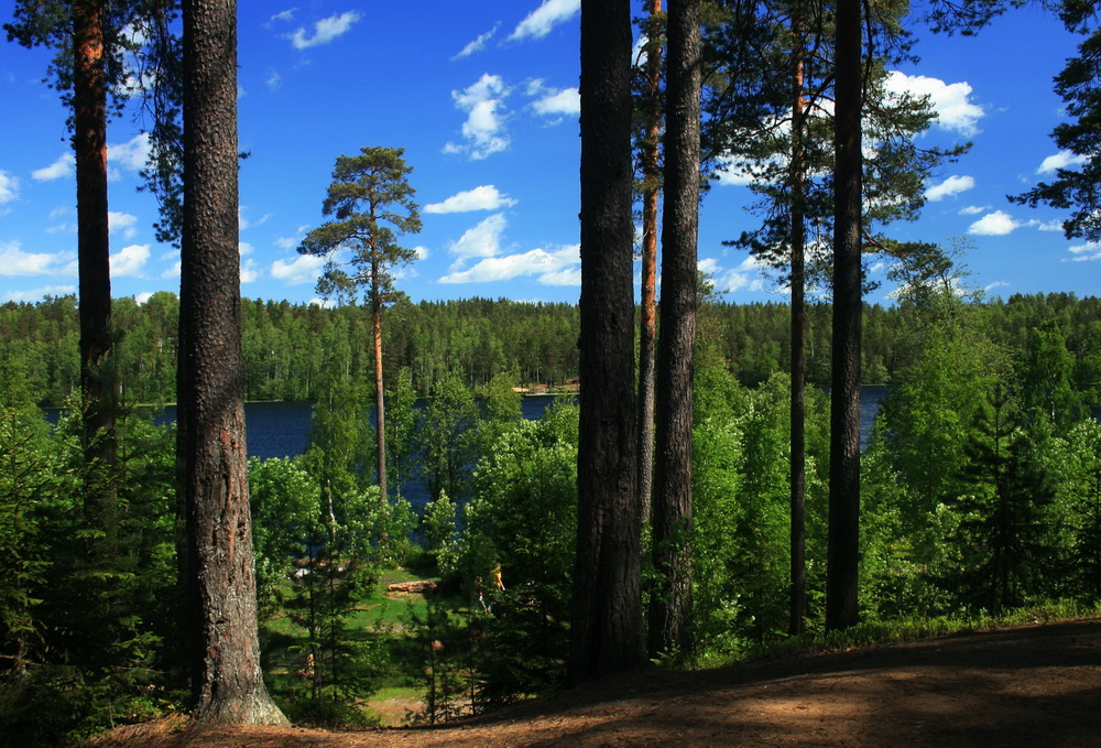 photo "***" tags: landscape, genre, nature, clouds, forest, summer