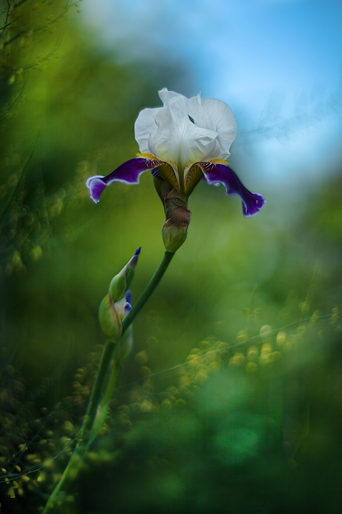 photo "***" tags: macro and close-up, 