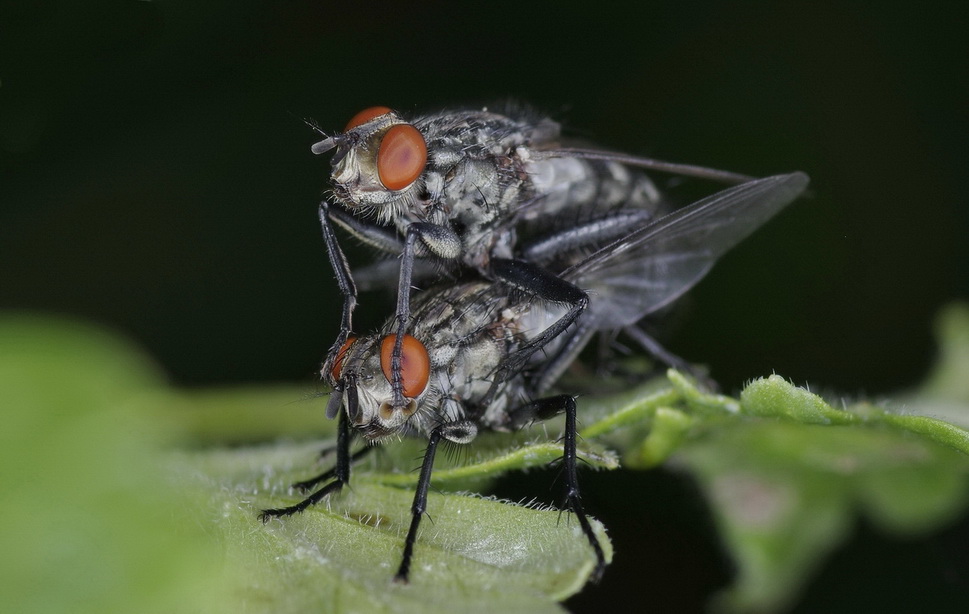 photo "Fly" tags: macro and close-up, 